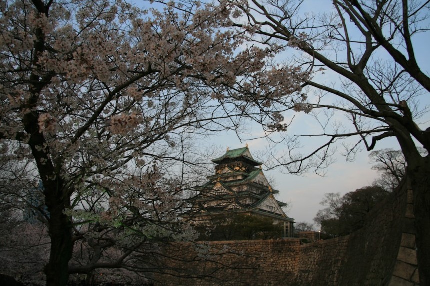 Cerisiers en fleurs au Japon avec temple traditionnel