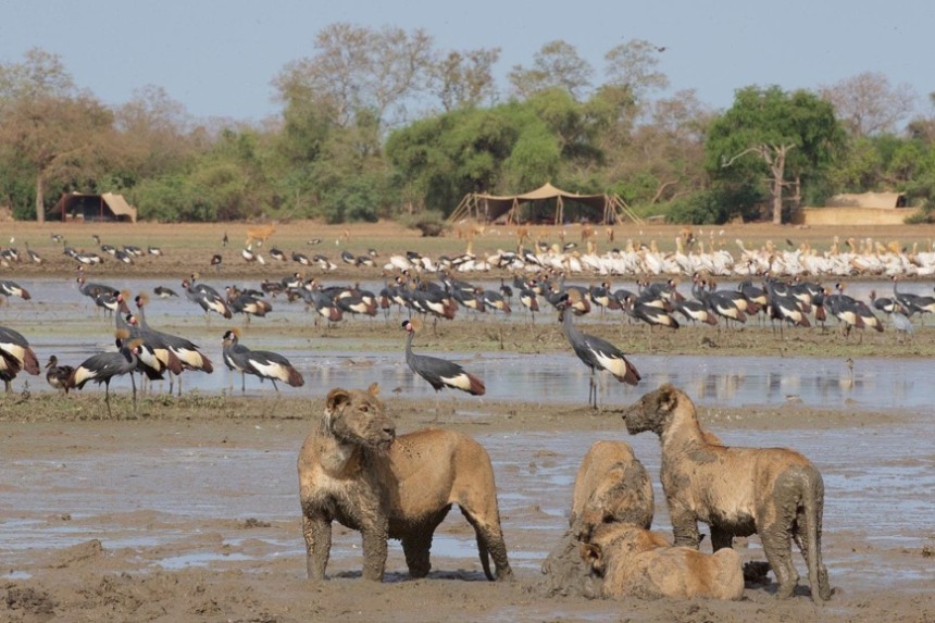 Faune du parc national de Zakouma